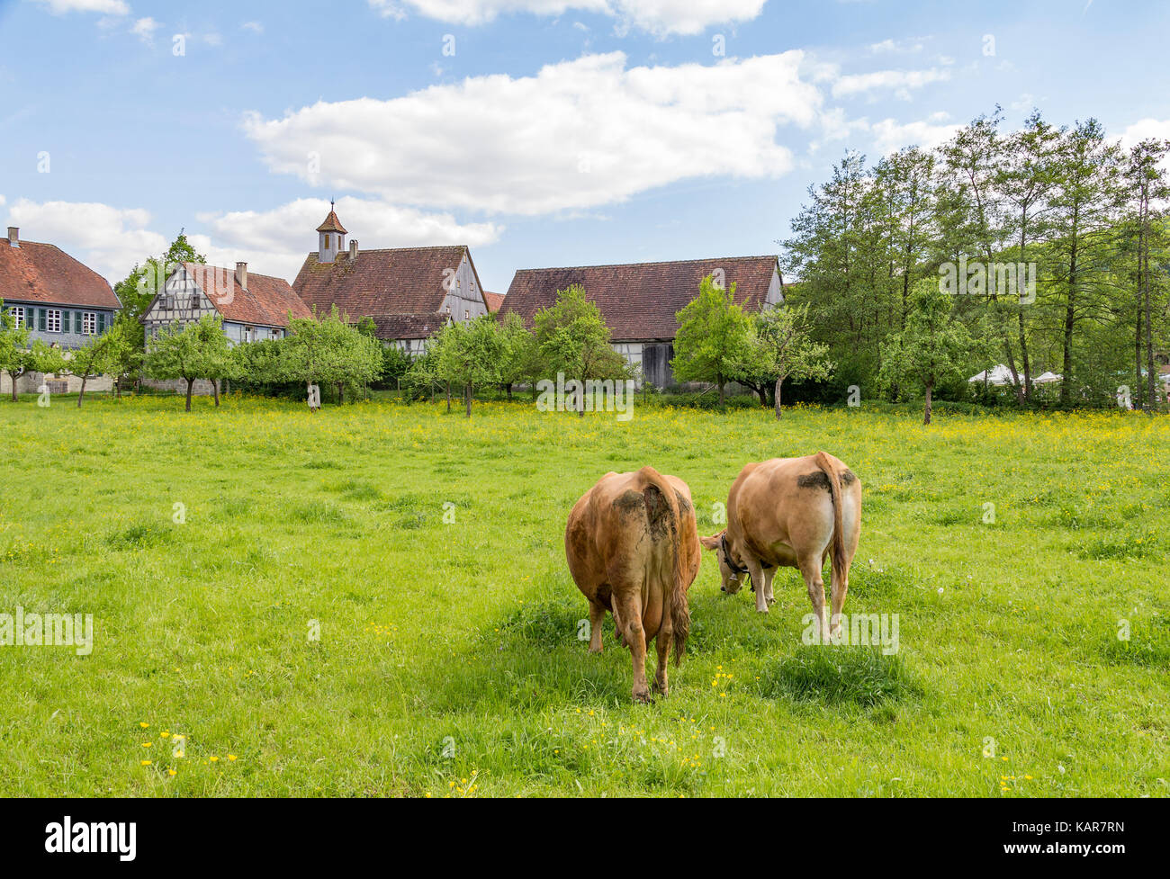 two cows on a green meadow near a small idyllic village Stock Photo