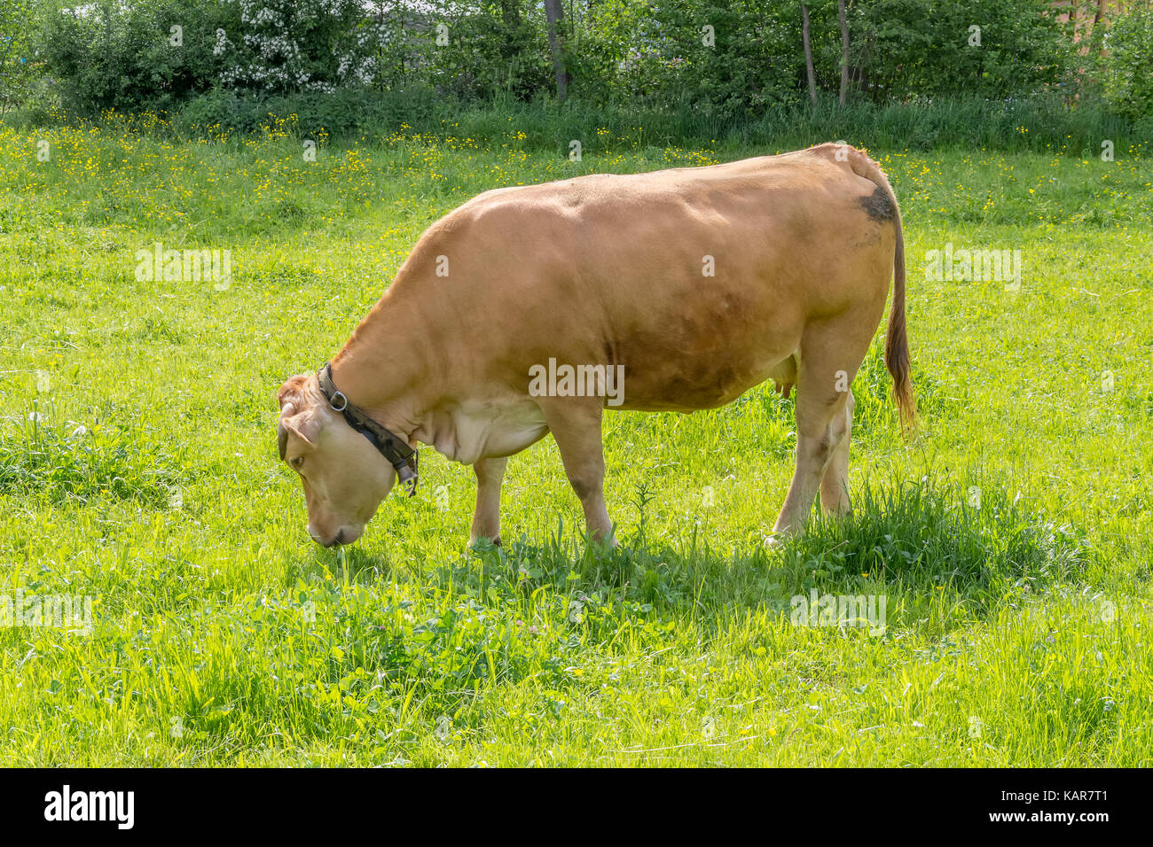 sunny scenery with cow on a pasture Stock Photo - Alamy