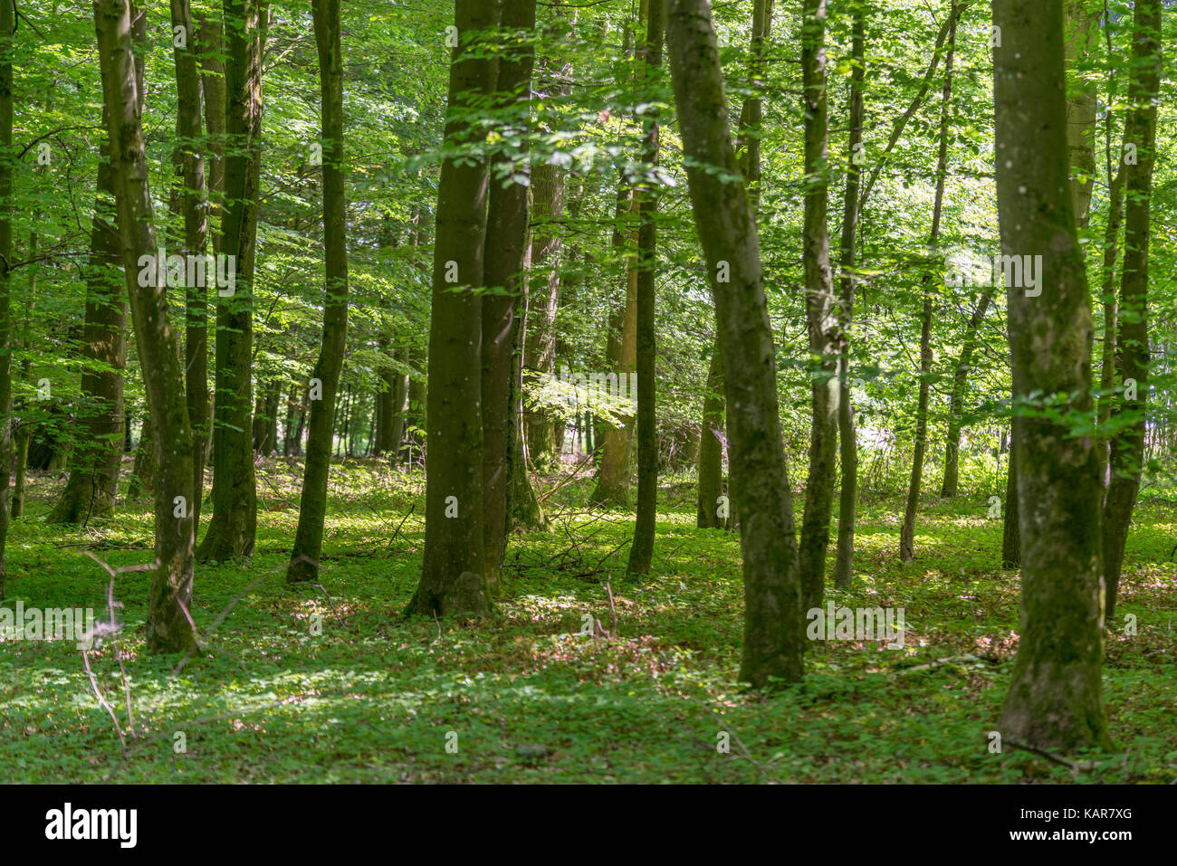 forest scenery at summer time in Southern germany Stock Photo