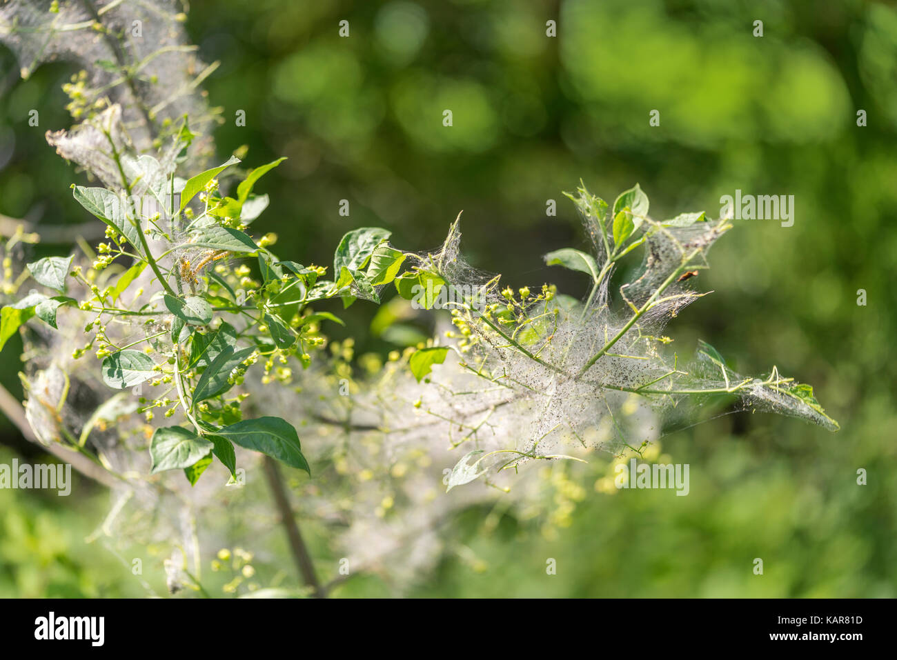 detail of a plant covered with ermine moth web with caterpillars at spring time Stock Photo