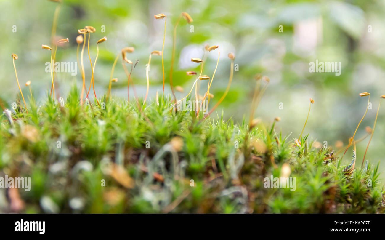 low angle macro shot showing moss plants with spores Stock Photo