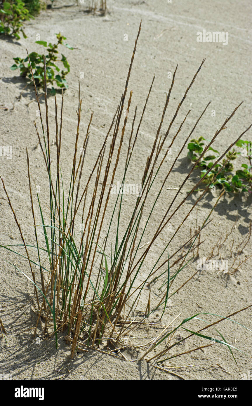 this is Elymus farctus, the Sand couch-grass, a salt-tolerant relative of wheat; from the family Poaceae Stock Photo