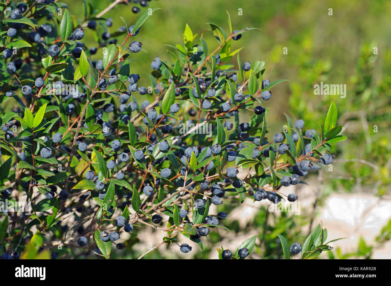 this is Myrtus communis, the Common myrtle with fruits, from the family Myrtaceae Stock Photo