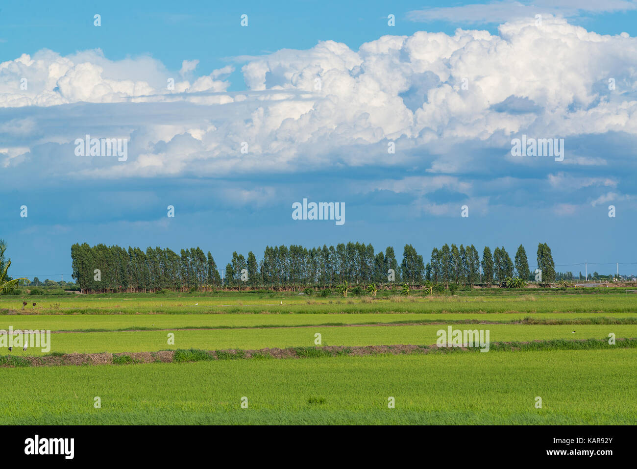 Rice field green grass blue sky cloud cloudy landscape background ...