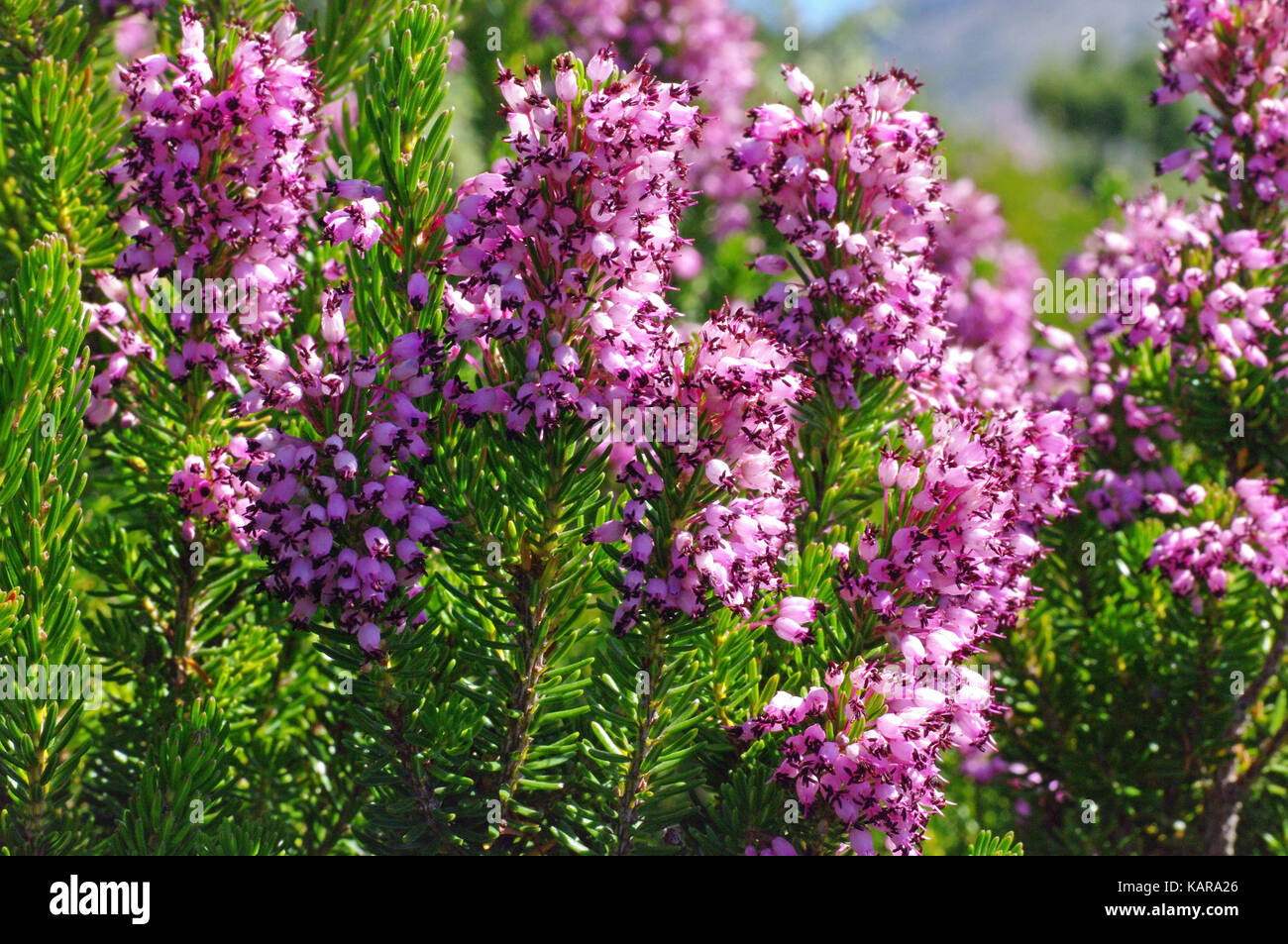this is Erica multiflora, the Mediterranean Heath, native to the Mediterranean Basin, family Ericaceae Stock Photo