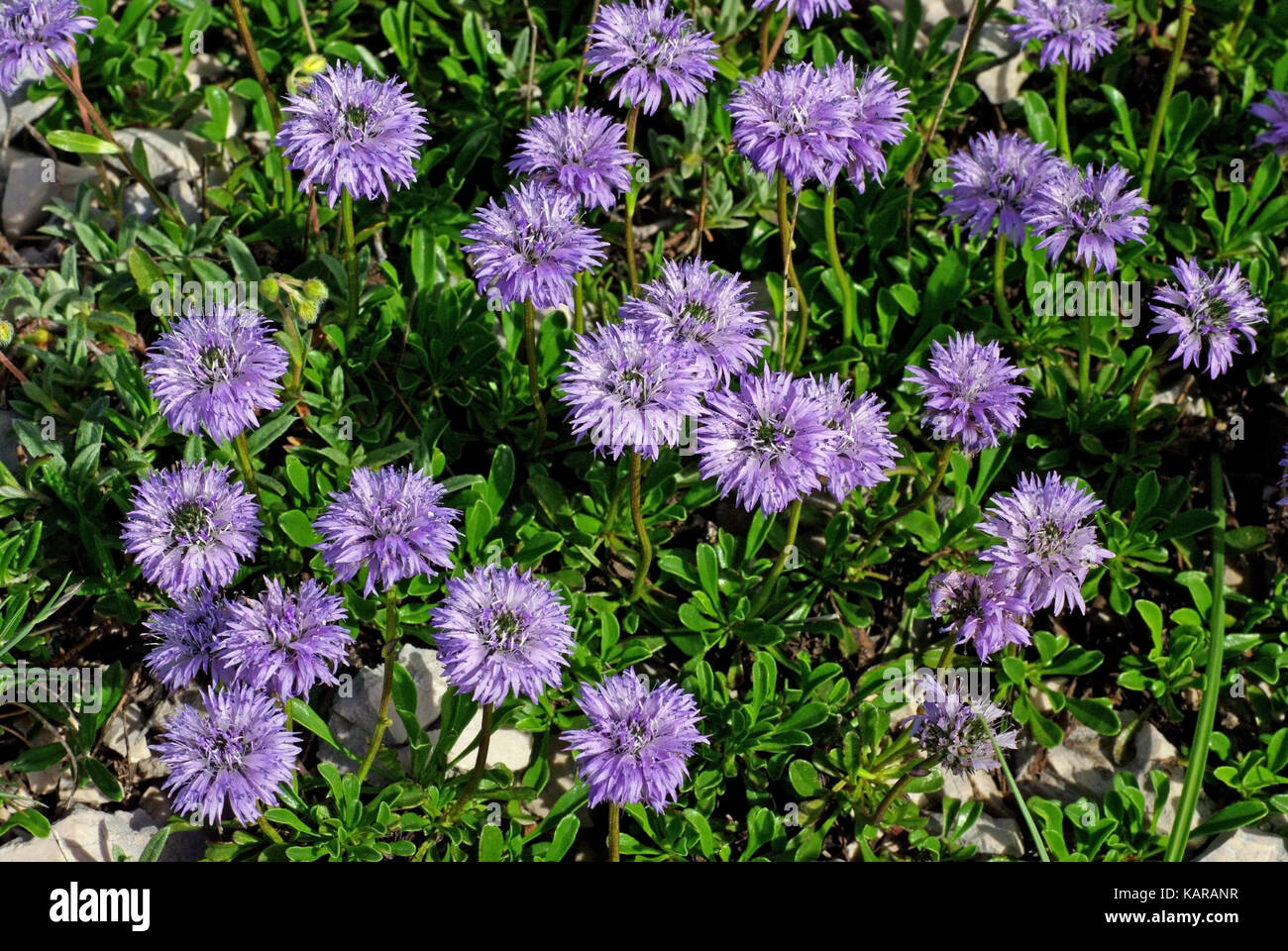 this is the wildflower Globularia meridionalis or Globularia bellidifolia, from the family Plantaginaceae Stock Photo
