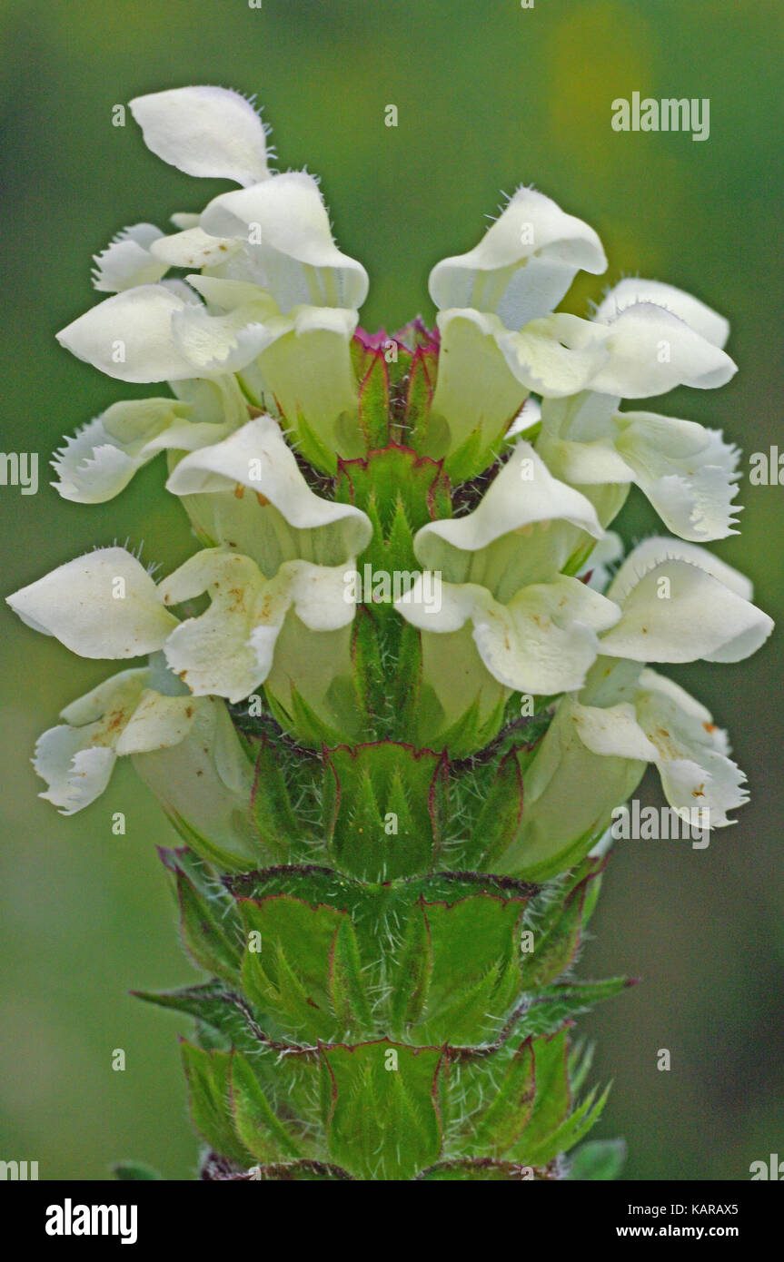 this is Prunella laciniata, the Cutleaf selfheal or Heal-all, from the family Lamiaceae Stock Photo