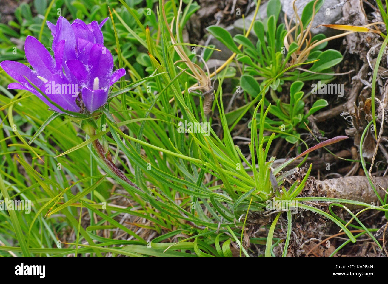 this is the wildflower Edreianthus graminifolius subsp. apenninus, the Blue grassy bells, family  Campanulaceae Stock Photo
