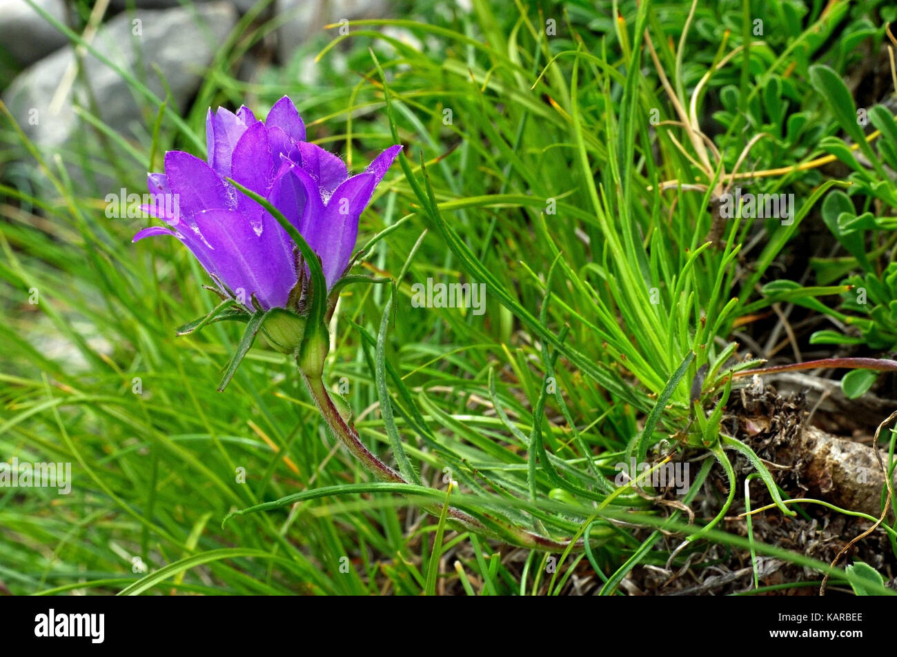 this is the wildflower Edreianthus graminifolius subsp. apenninus, the Blue grassy bells, family  Campanulaceae Stock Photo