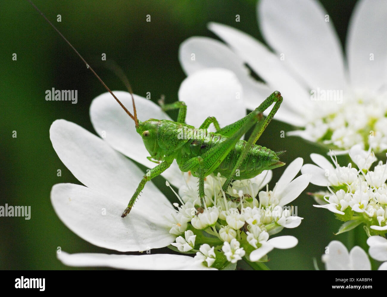 a grasshopper is sitting on the wildflower Orlaya  grandiflora, the White laceflower Stock Photo