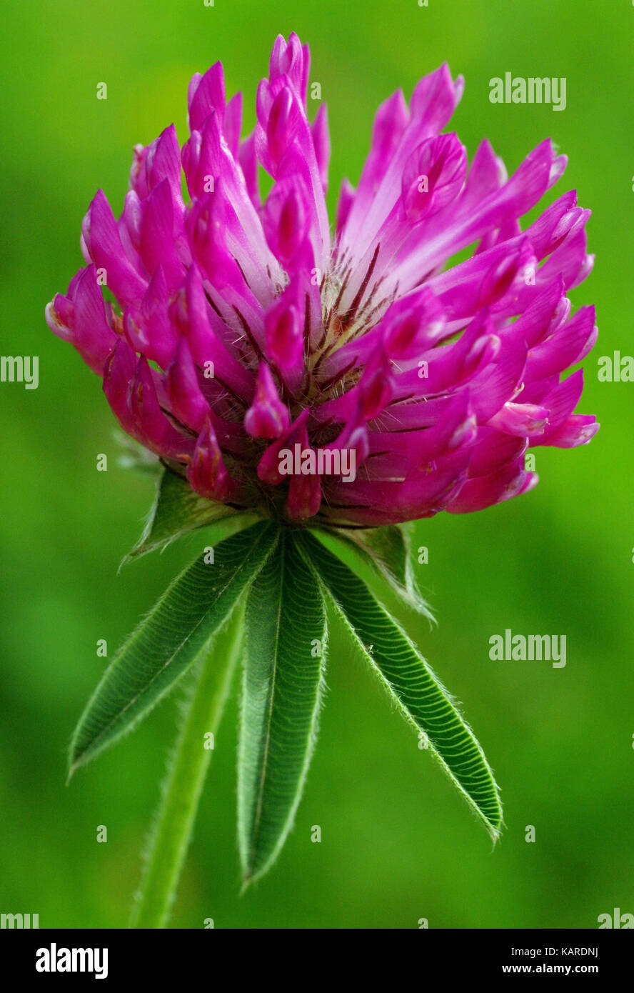 this is Trifolium alpestre, the Purple globe clover or Owl-head clover, from the family Fabaceae (Leguminosae) Stock Photo