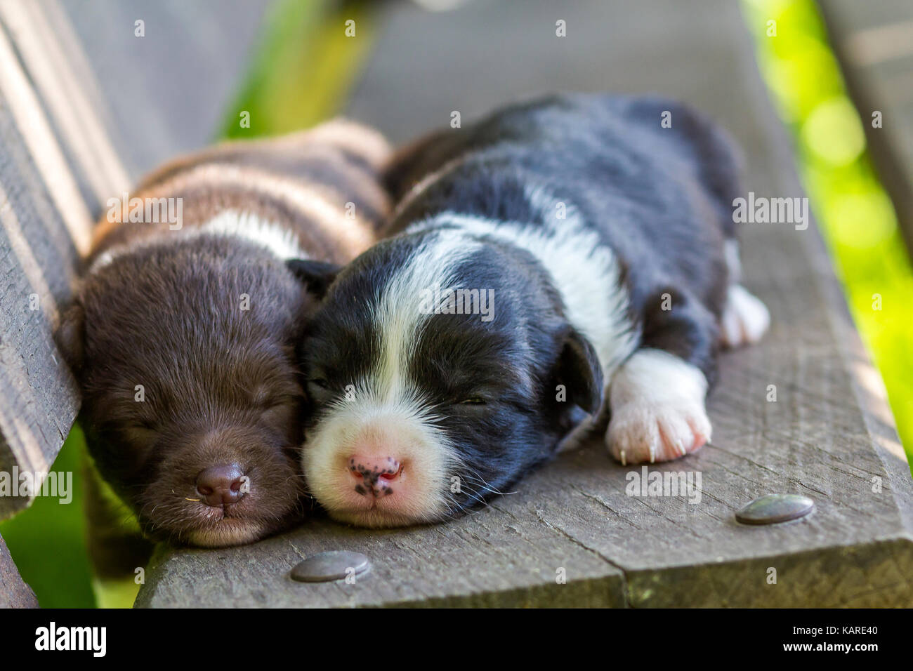 Two Little Puppy Dogs Sleeping On Wooden Bench Stock Photo