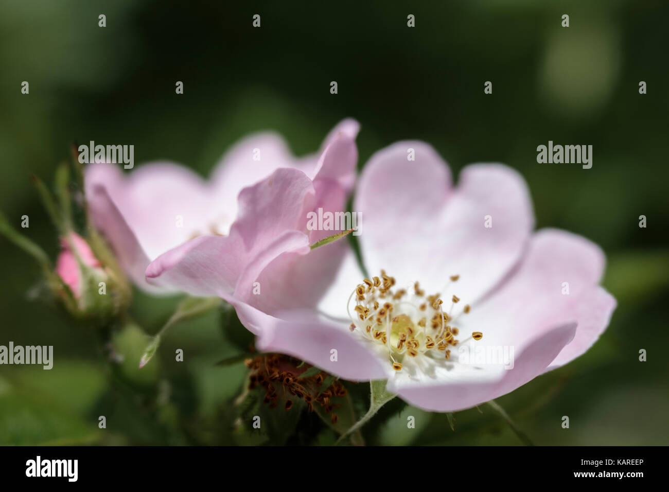 Dog roses growing in a Wiltshire hedgerow Stock Photo