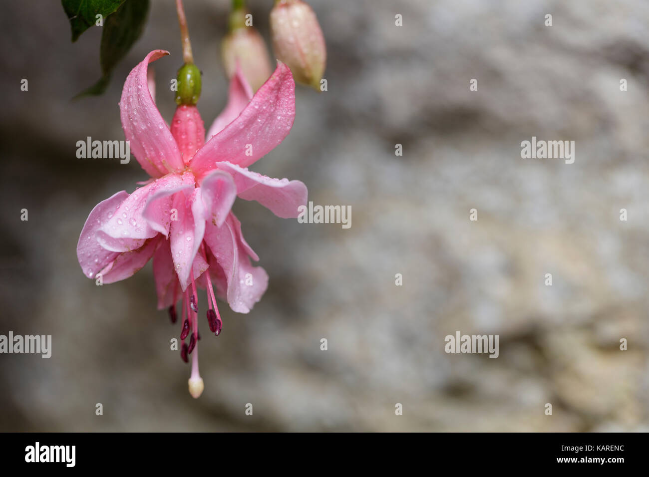 Close up of fuchsia flower Stock Photo