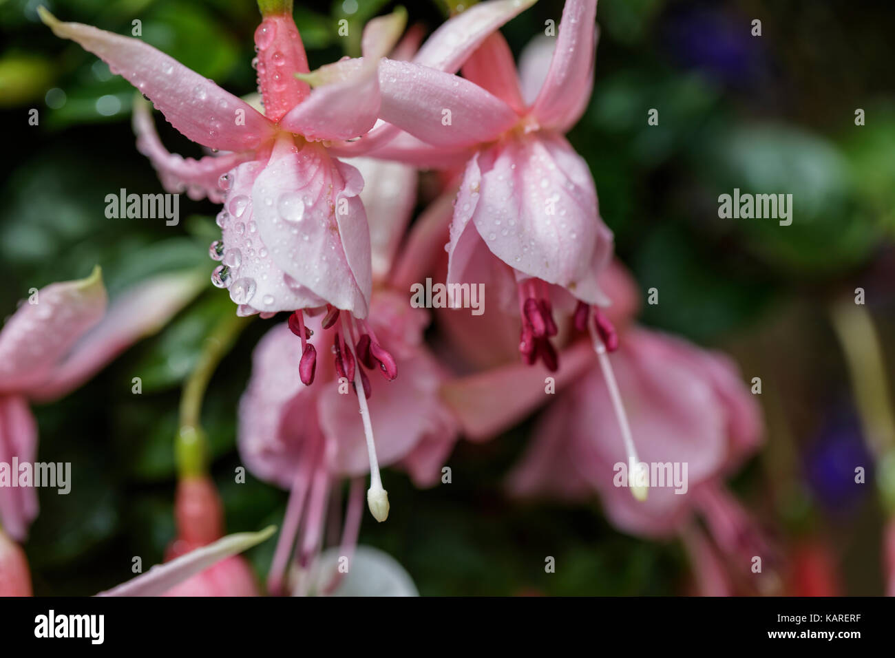Close up of two fuchsia flowers Stock Photo
