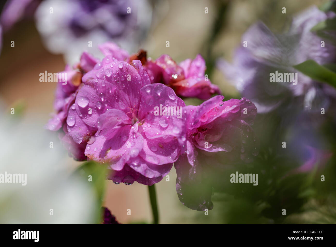Close up of ivy leaf geranium with dew drops on pink petals Stock Photo