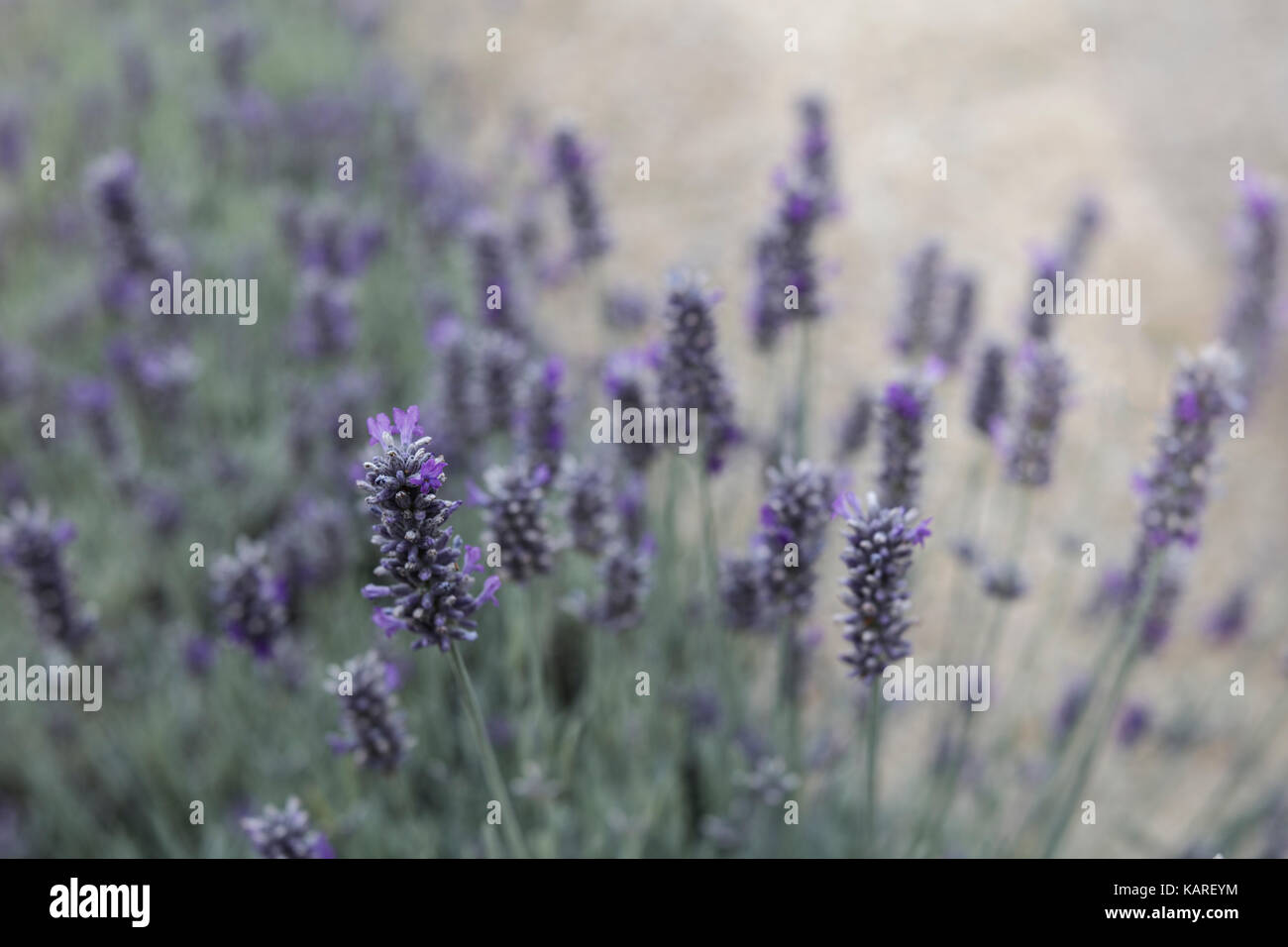 Lavender growing in an English garden Stock Photo Alamy