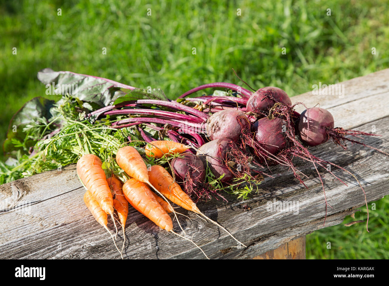 Beets and carrots from the beds on old boards Stock Photo