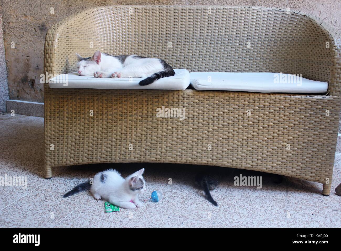 Mother cat with her kittens Stock Photo Alamy