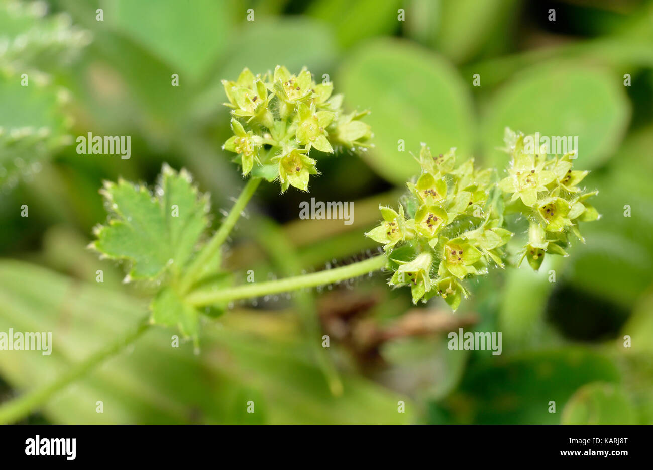 Lady's-mantle - Alchemilla vulgaris  Small Grassland Flower Stock Photo