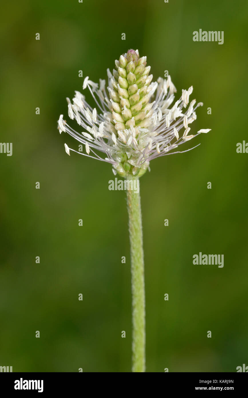 Hoary Plantain - Plantago media Flower spike with Anthers Stock Photo