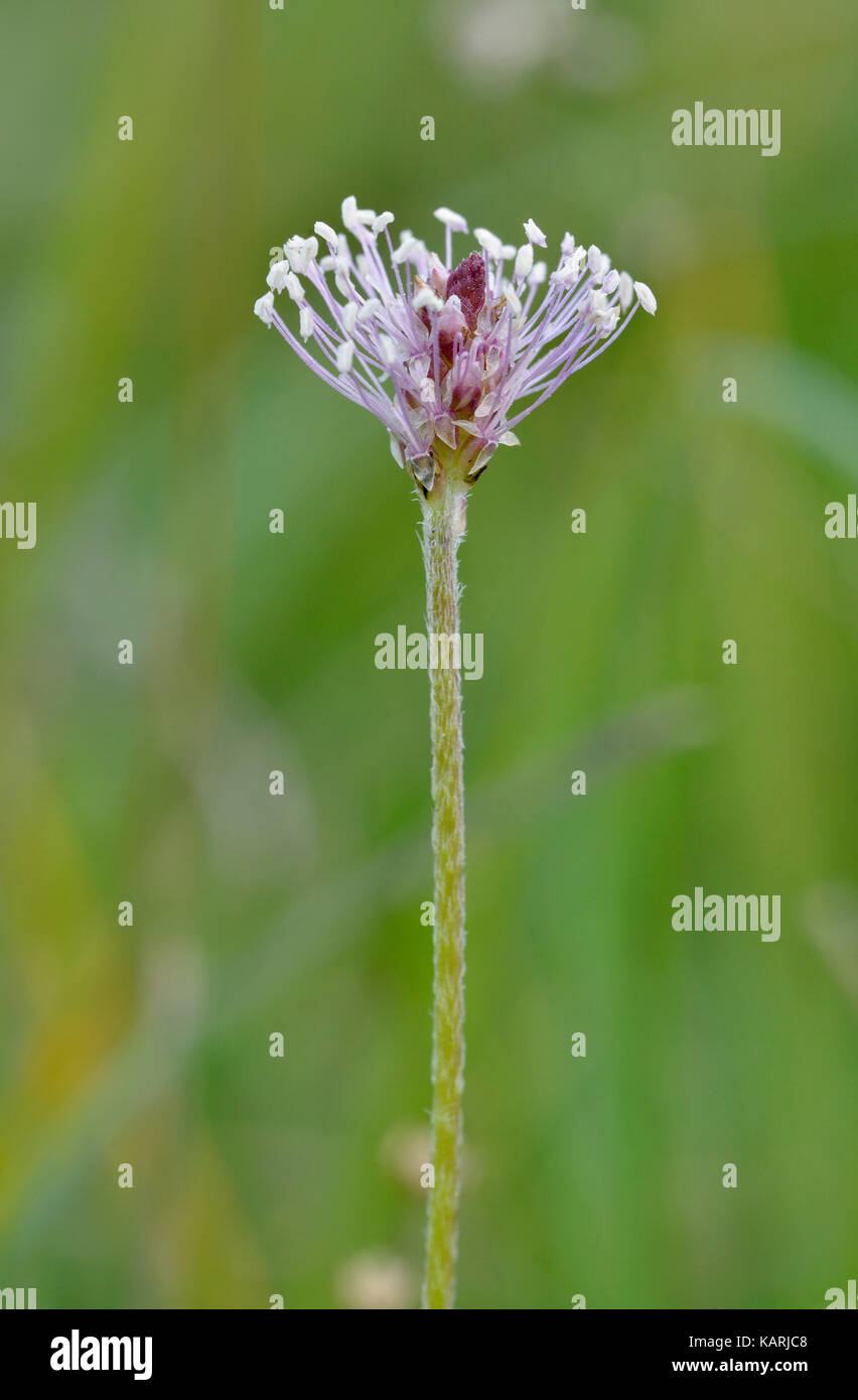 Hoary Plantain - Plantago media Flower spike with Anthers Stock Photo