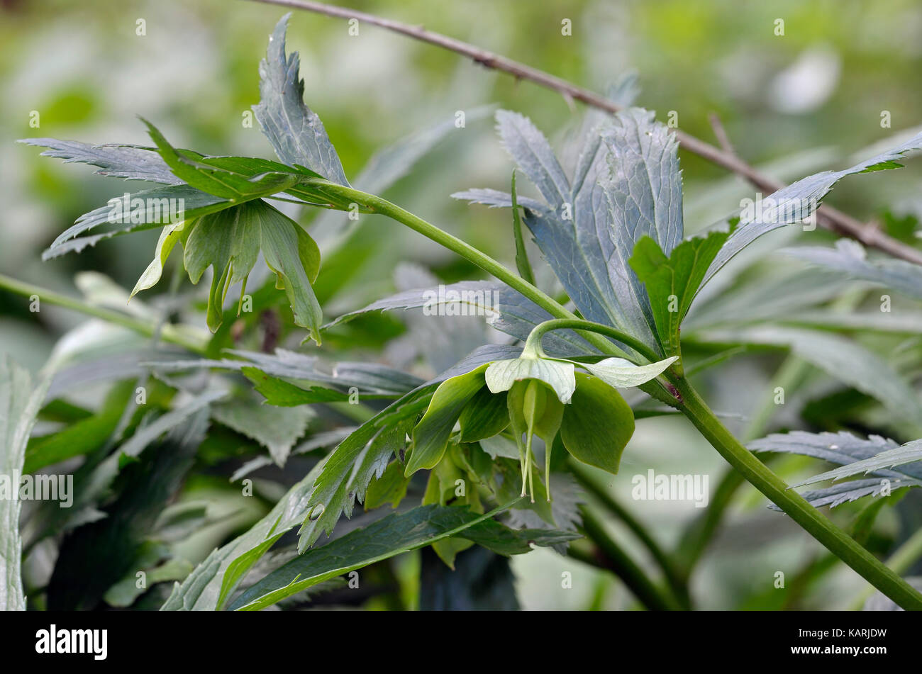 Hellebore seed hires stock photography and images Alamy
