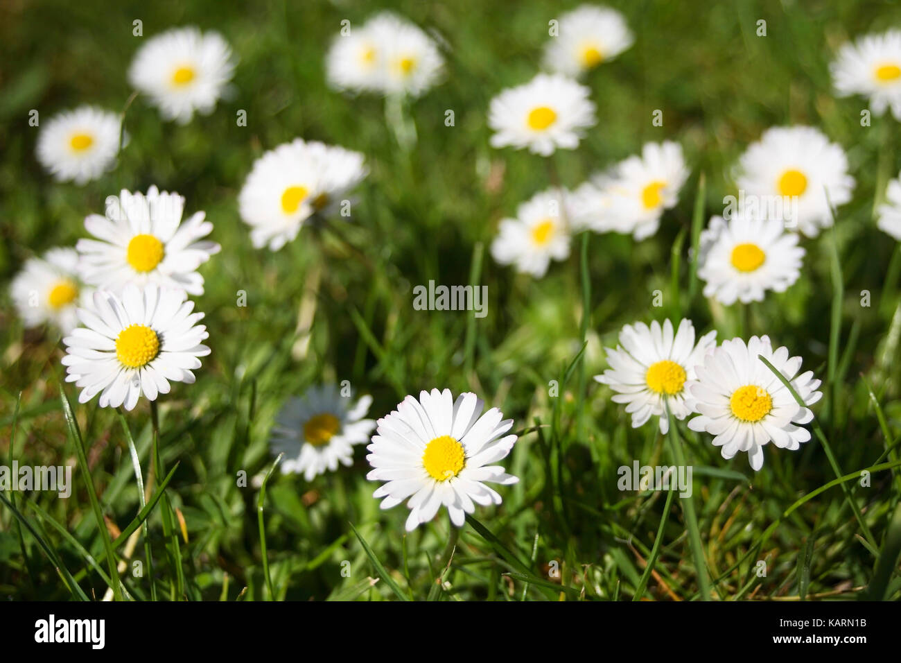 Geesthacht, daisy on a meadow, Gaensebluemchen auf einer Wiese Stock Photo