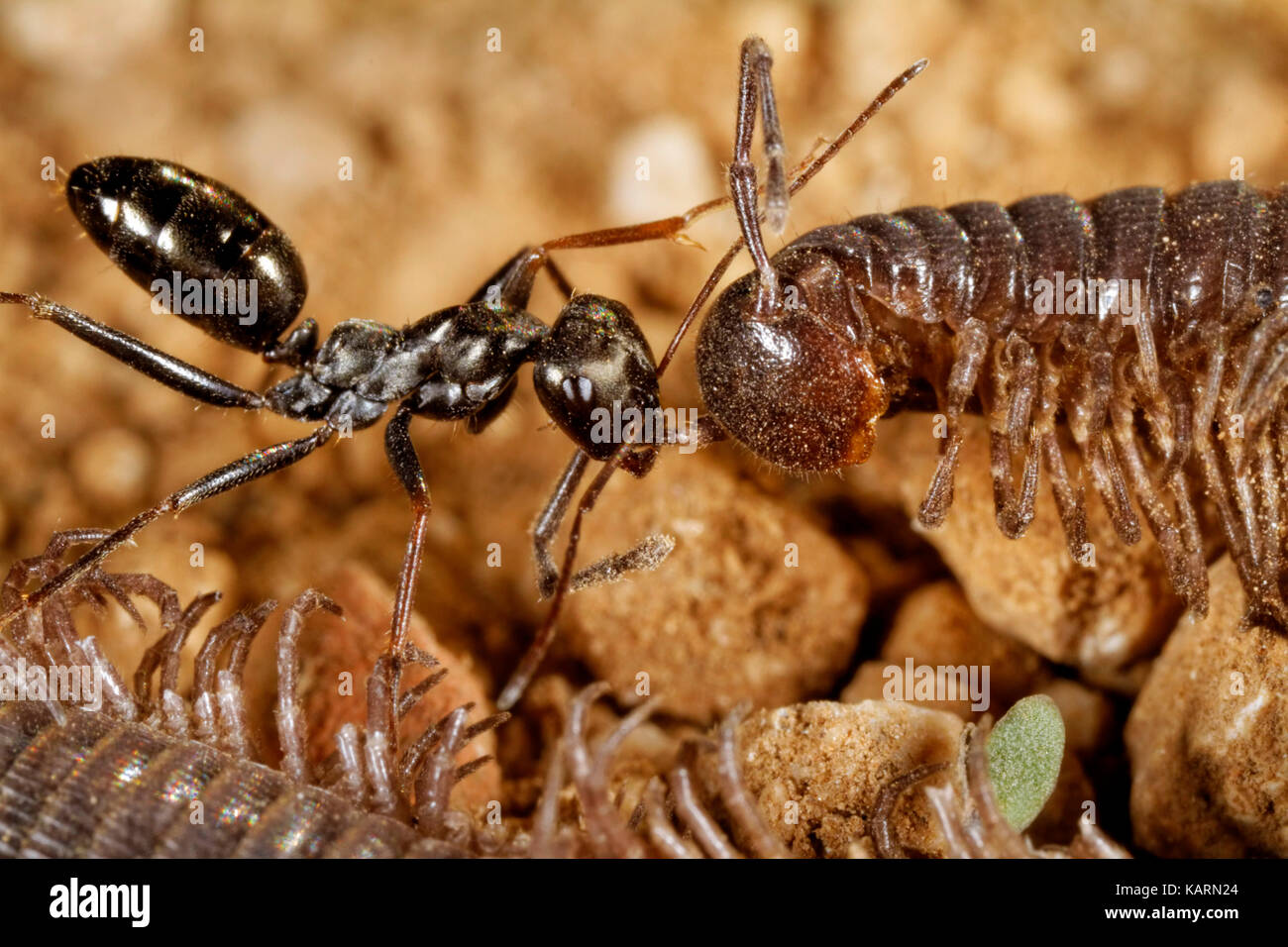 Ants are scanevging on the centipede Stock Photo Alamy