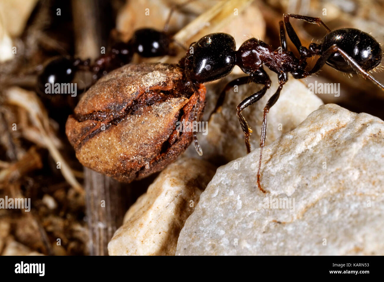 Ant and seed hires stock photography and images Alamy