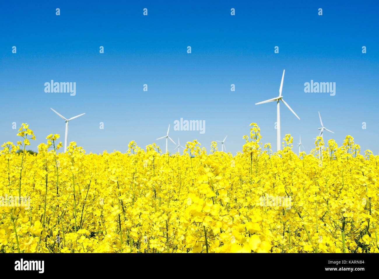 North Germany, wind strength arrangements in a rape field, Norddeutschland, Windkraftanlagen in einem Rapsfeld Stock Photo