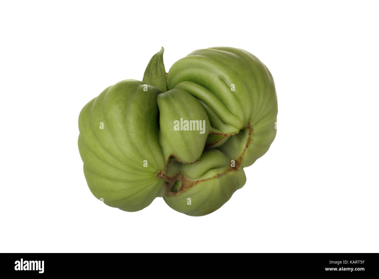 Unripe and misshapened beefmaster tomato with facial features resembling grumpy worn wrinkly face. Stock Photo