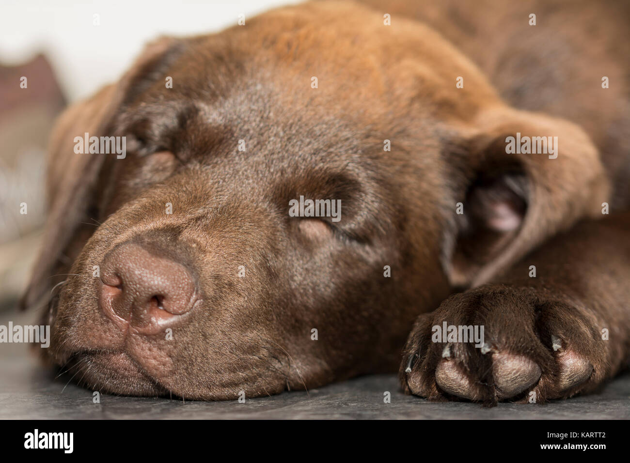 Closeup view of a 3-month-old Chocolate Labrador sleeping on a tiled floor in the kitchen Stock Photo