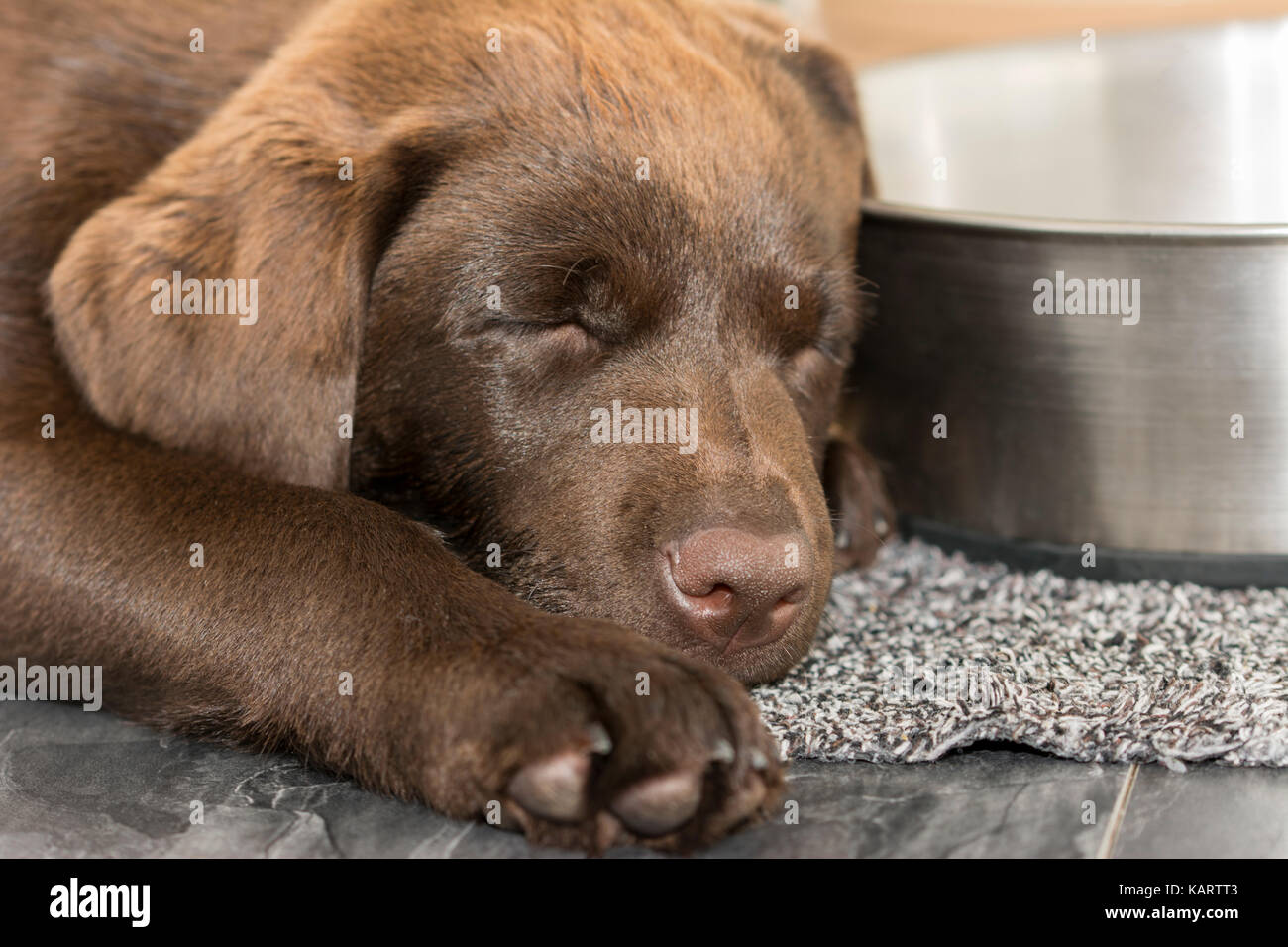 Closeup view of a 3-month-old Chocolate Labrador sleeping next to a water bowl in the kitchen Stock Photo