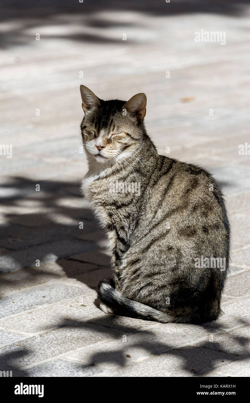 Felide High Resolution Stock Photography And Images Alamy