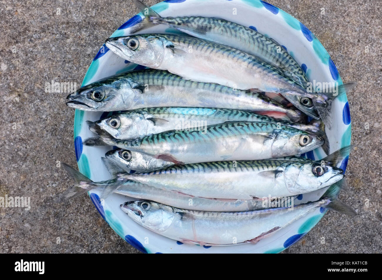 Freshly caught mackerel. Stock Photo