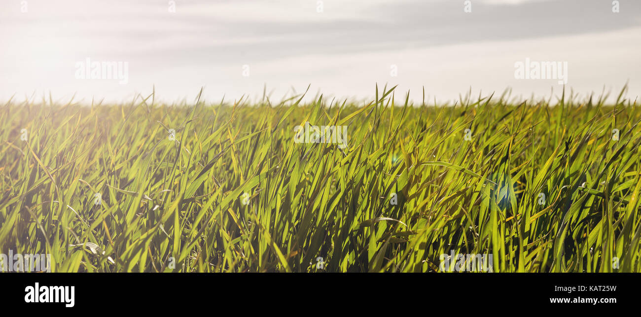 Green field, blue sky at the sunset Stock Photo - Alamy