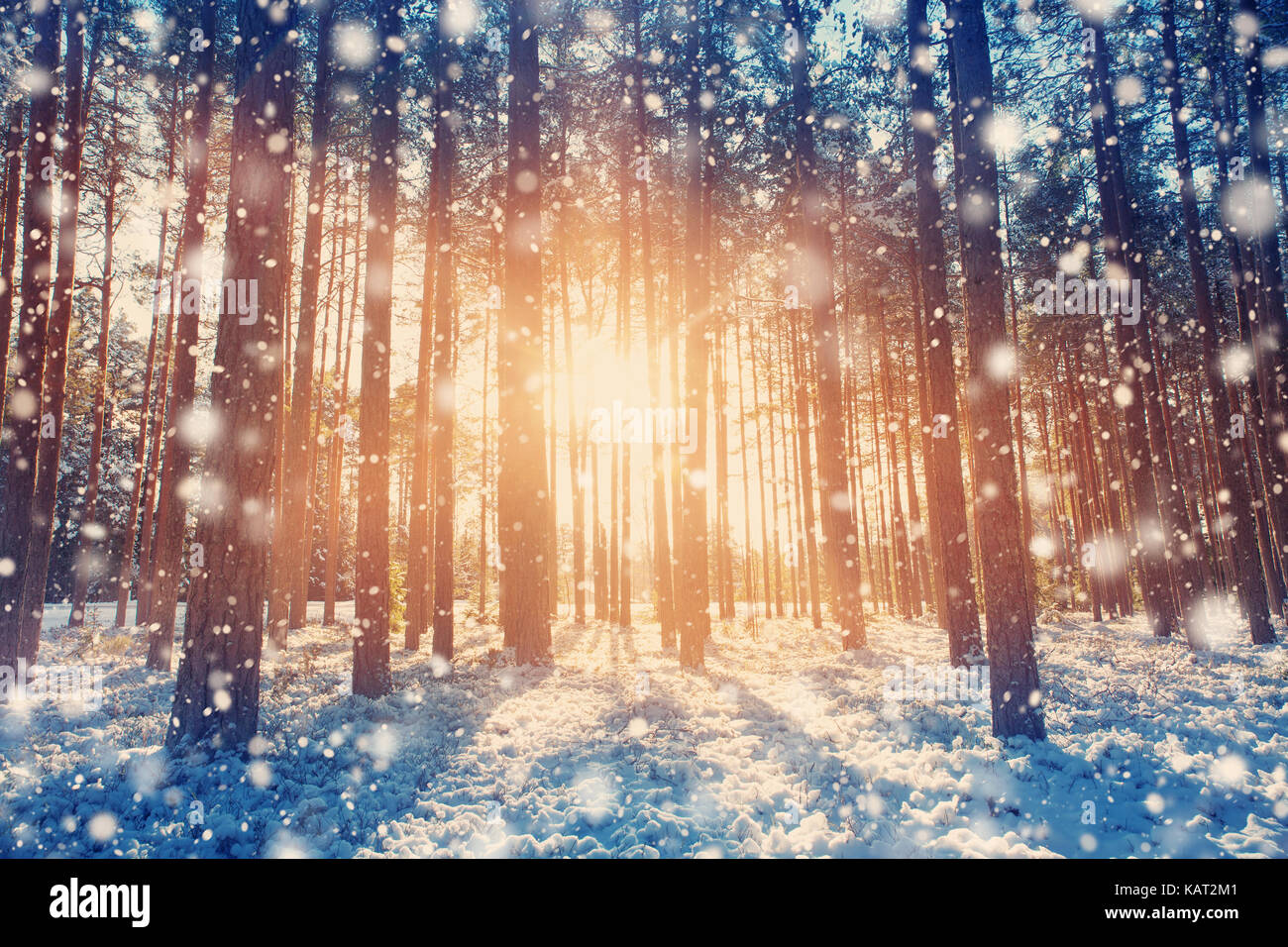 Pine trees covered with snow Stock Photo - Alamy