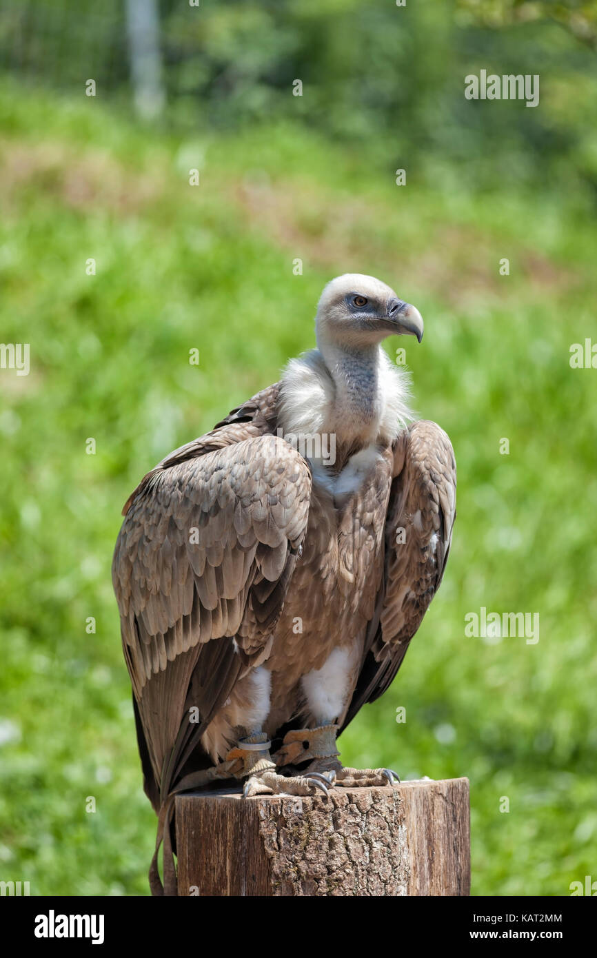 Vulture of falconry Stock Photo Alamy