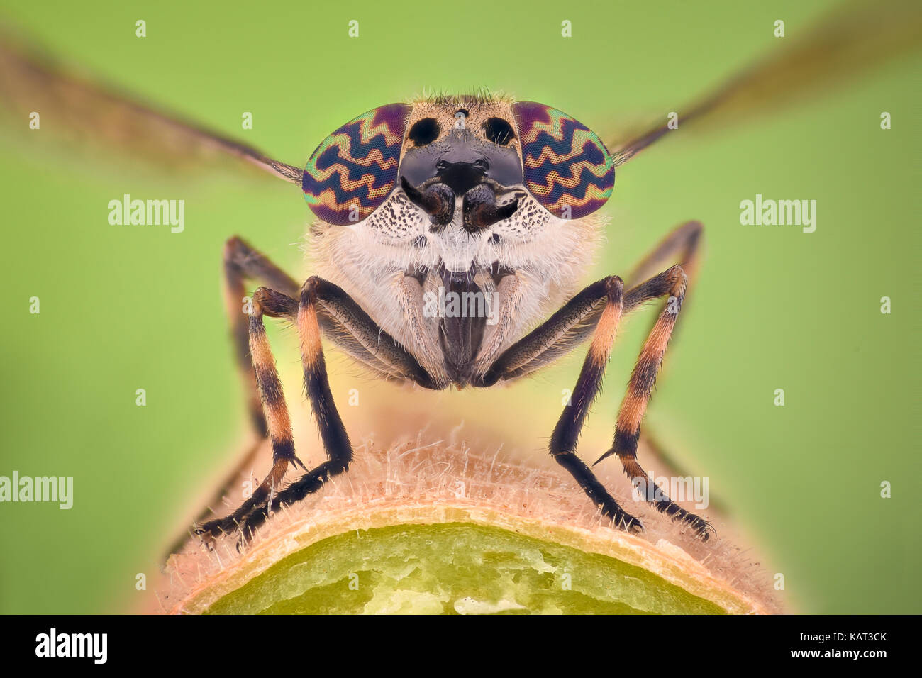 Horsefly bite hires stock photography and images Alamy