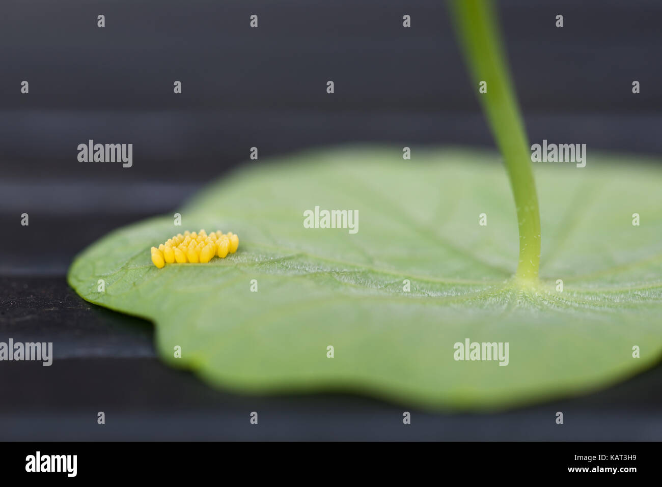 Cabbage white butterfly eggs Stock Photo