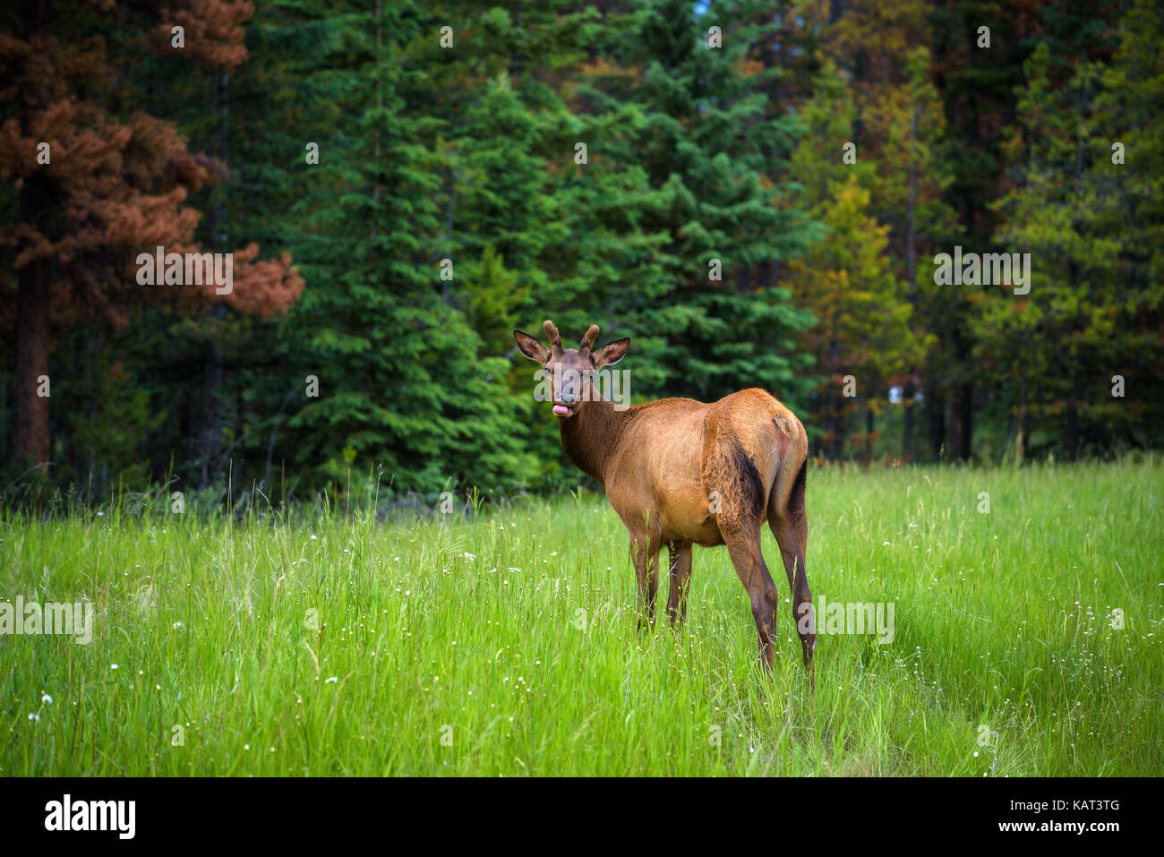 Young male  Elk or Wapiti (Cervus canadensis) in Banff National Park, Alberta, Canada Stock Photo