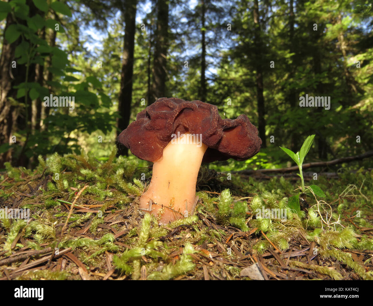 False morel (likely Gyromitra esculenta) in June in Washington state