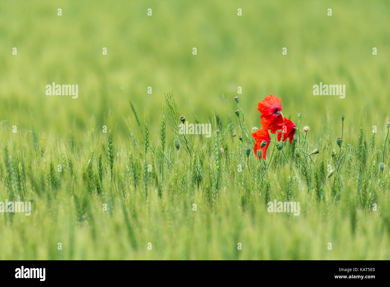 Flower field from Dobrogea, Romania Stock Photo - Alamy