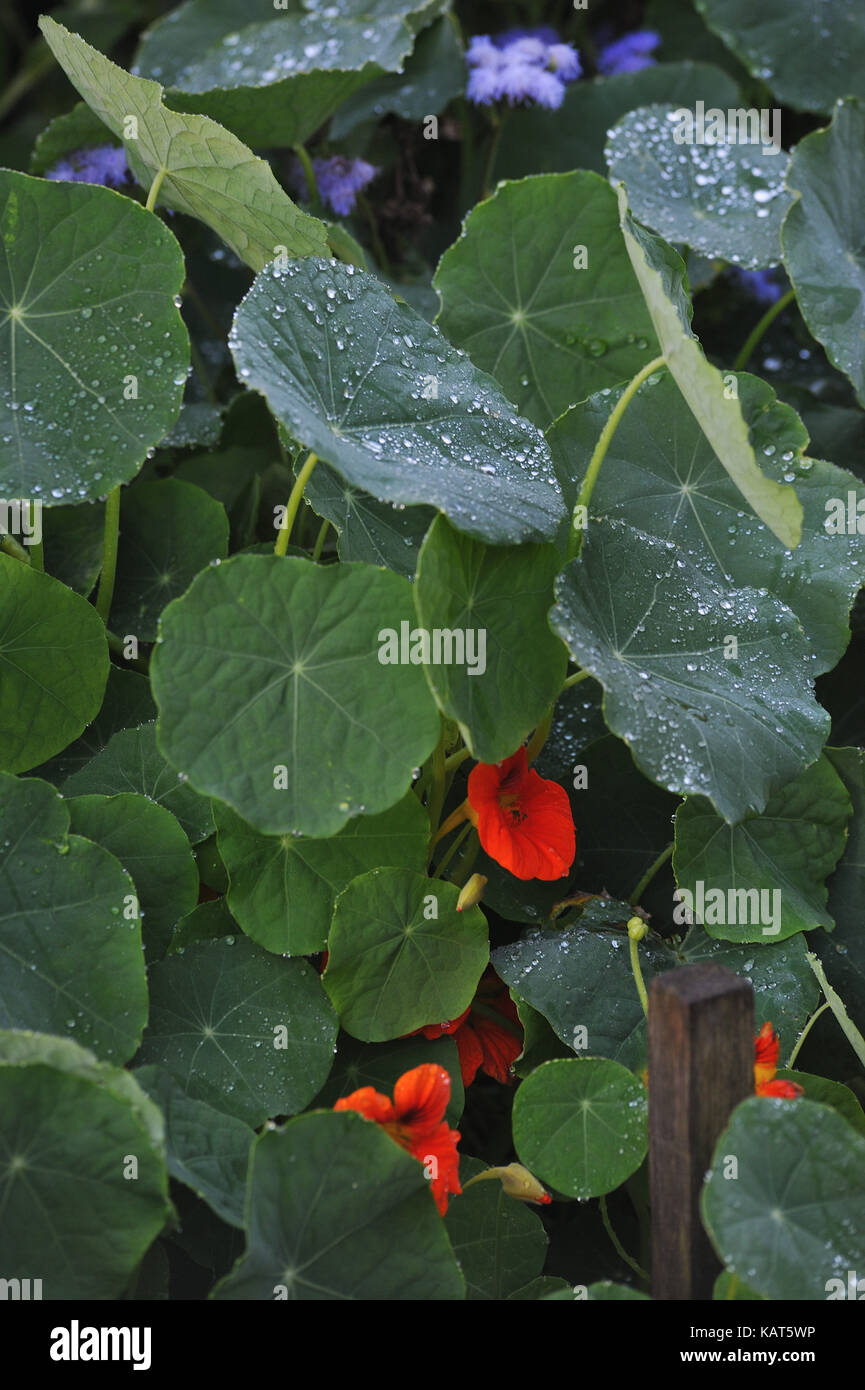 Fresh and cold morning dew on nasturtium leaves in beginning of autumn. Stock Photo