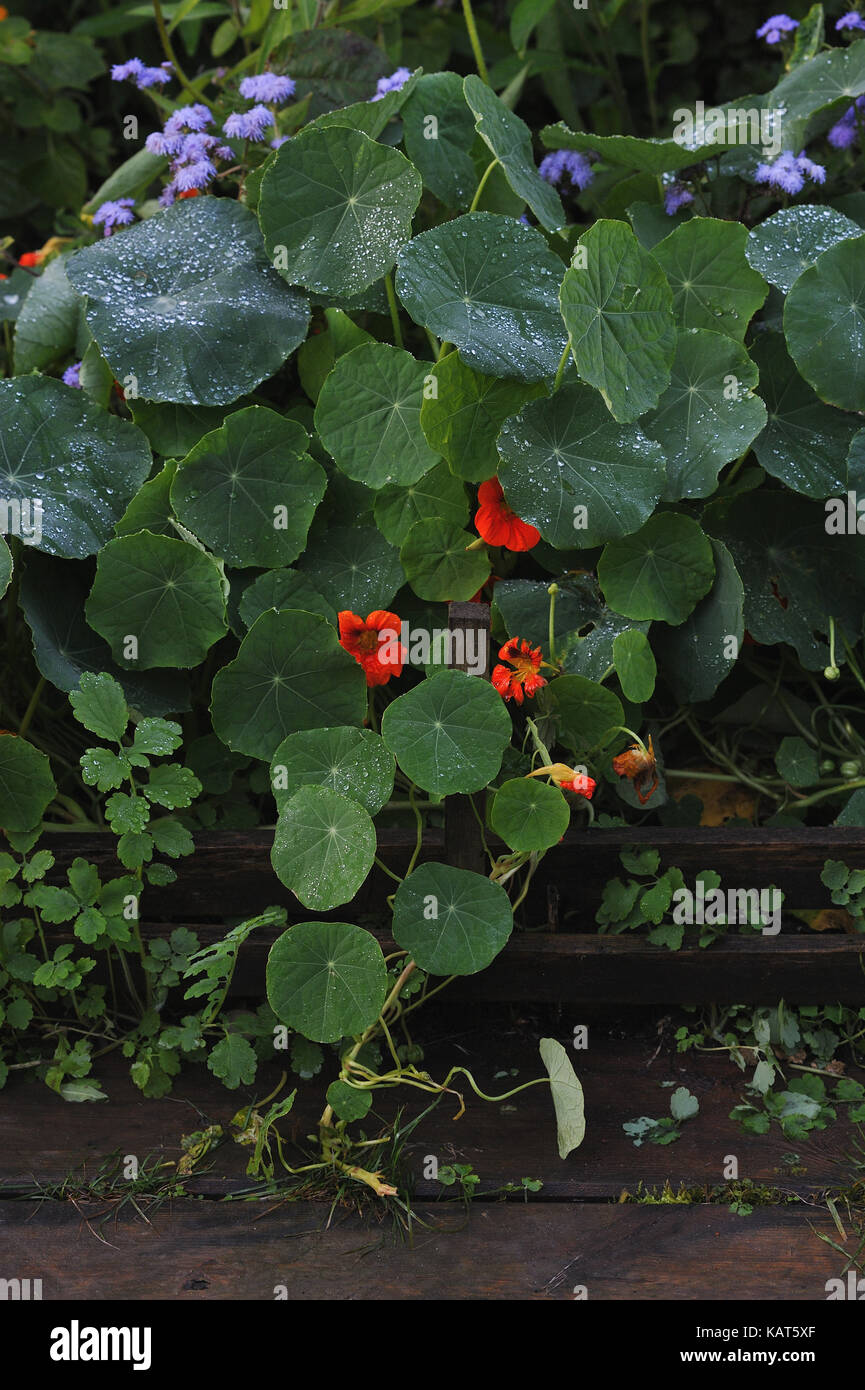 Fresh and cold morning dew on nasturtium leaves in beginning of autumn. Stock Photo
