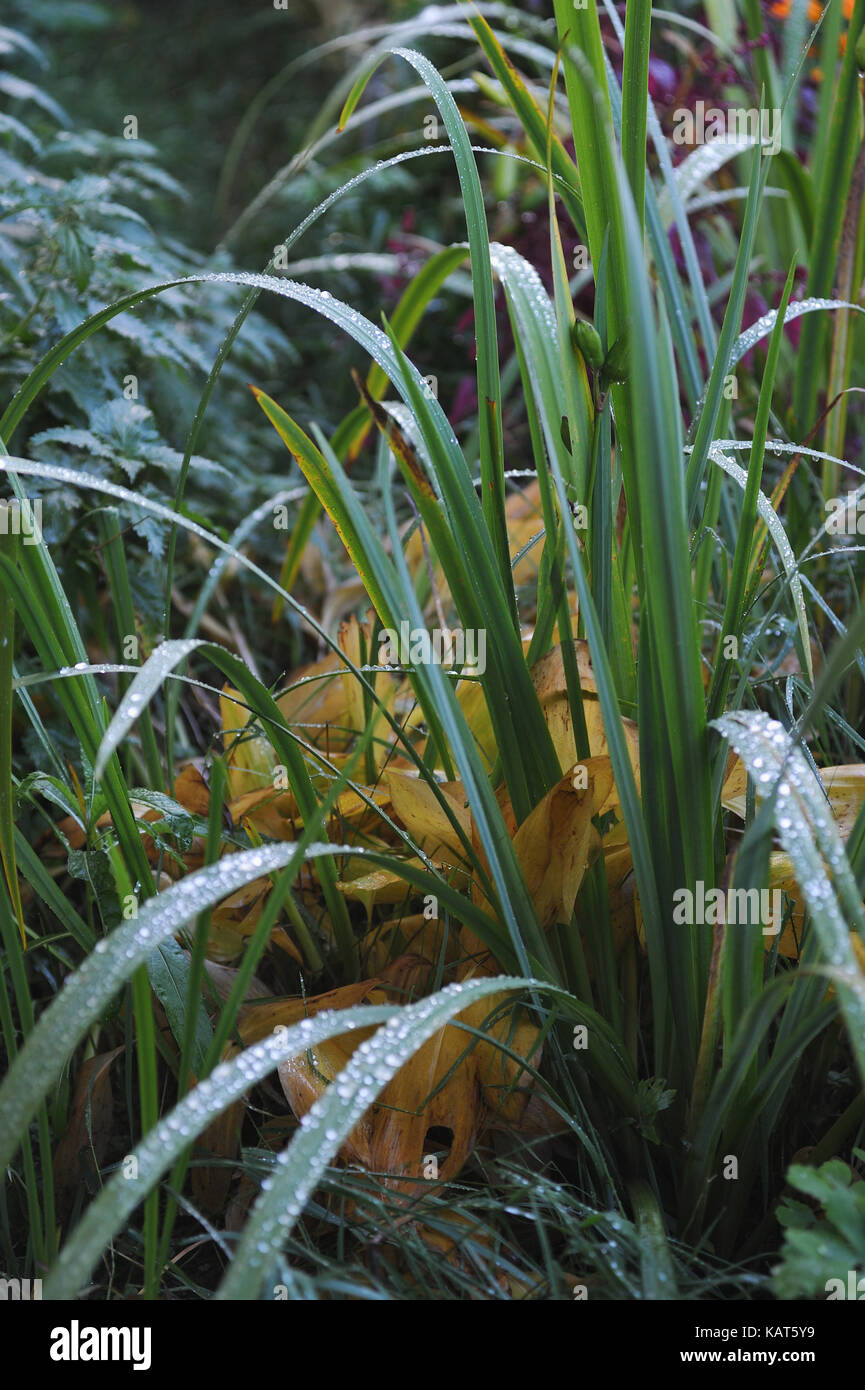 wilting of plants in early autumn Stock Photo