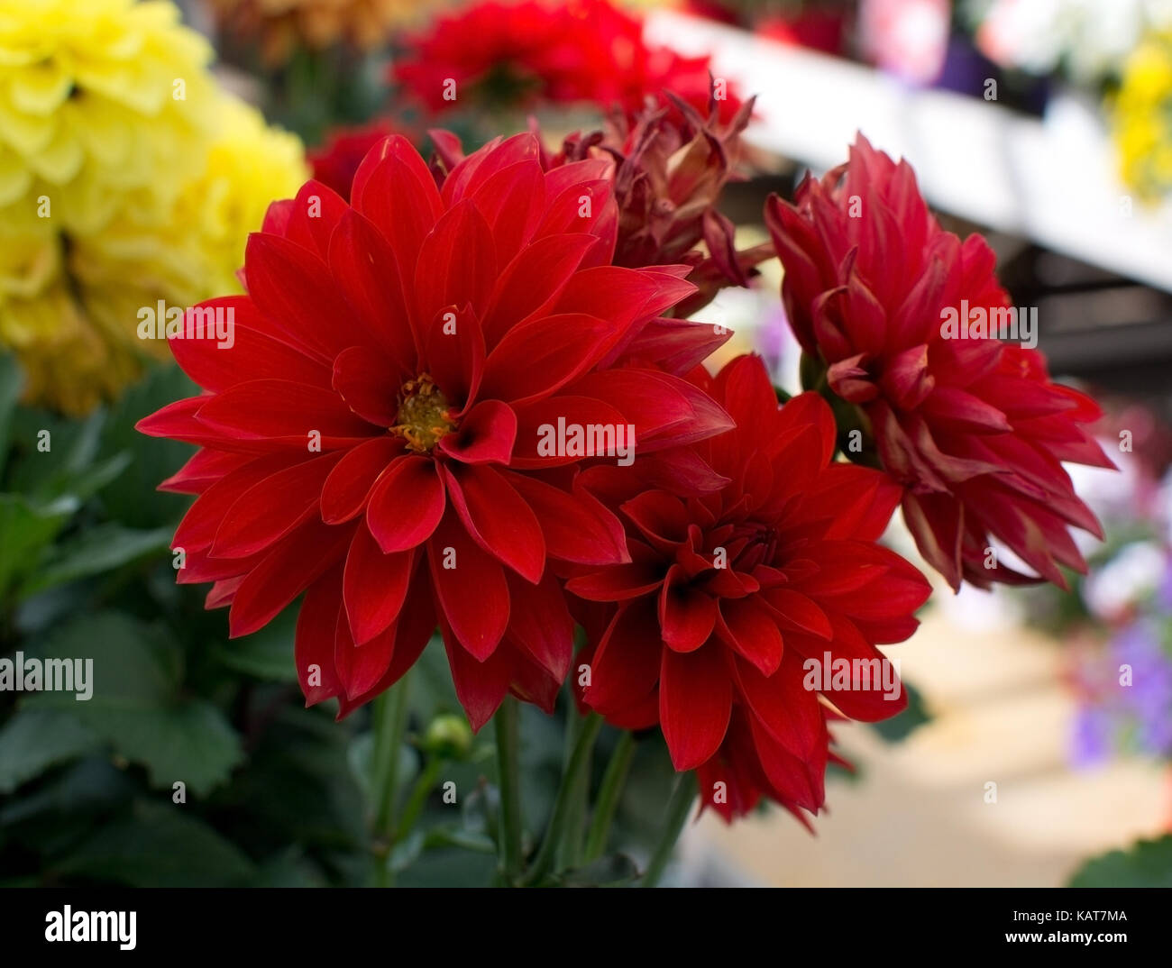 Red dahlia flowers closeup, Mallorca in January Stock Photo Alamy