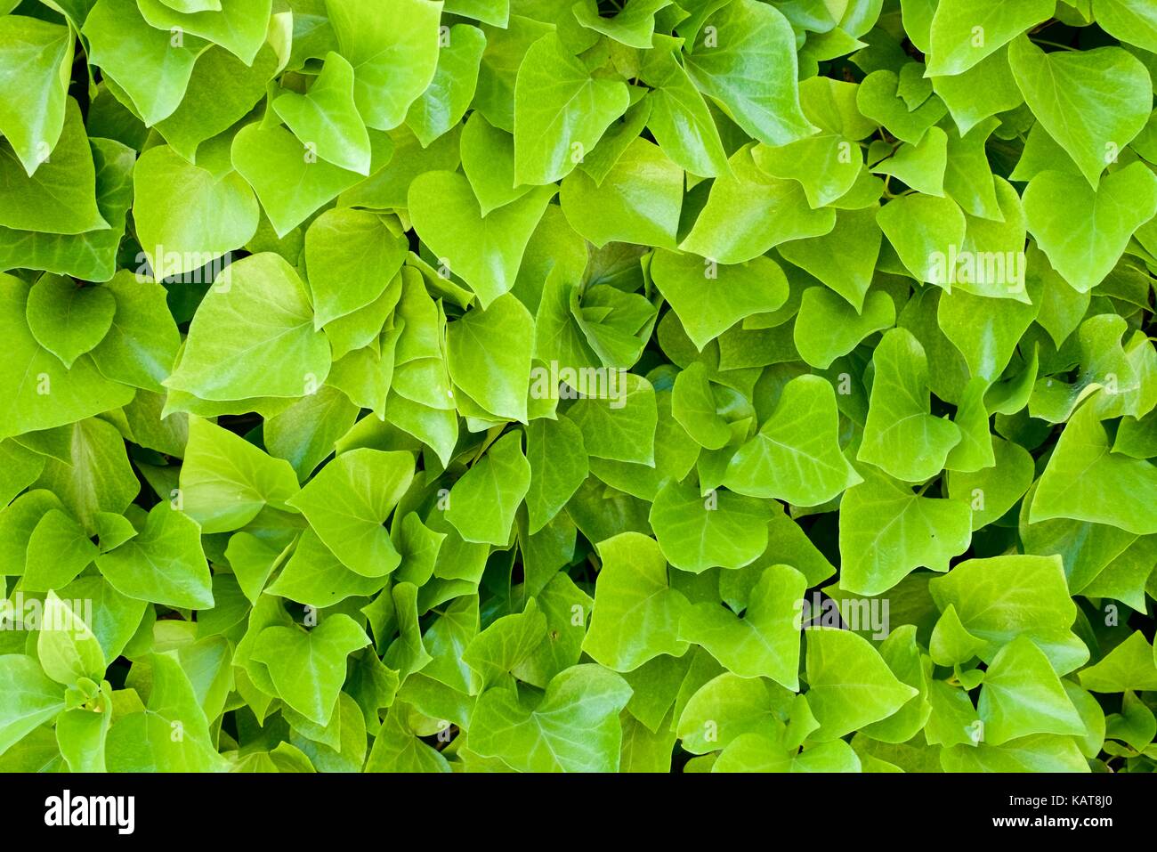 Ivy background at high resolution Stock Photo Alamy