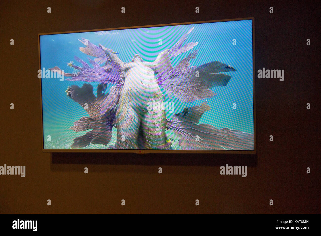 Underwater artworks on screen International Museum of Contemporary Art